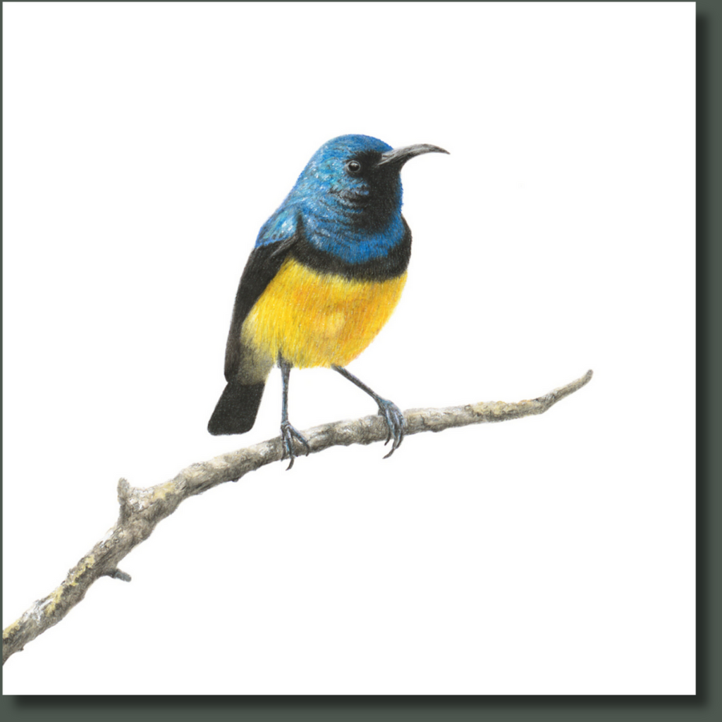 Variable Sunbird South African bird artwork on canvas stretched on wooden frame