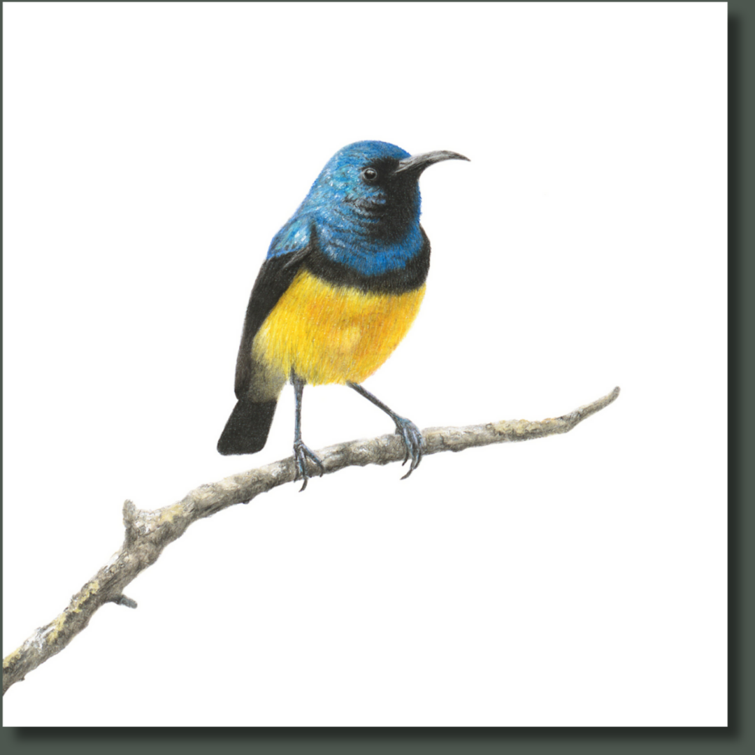 Variable Sunbird (VSB) on Canvas