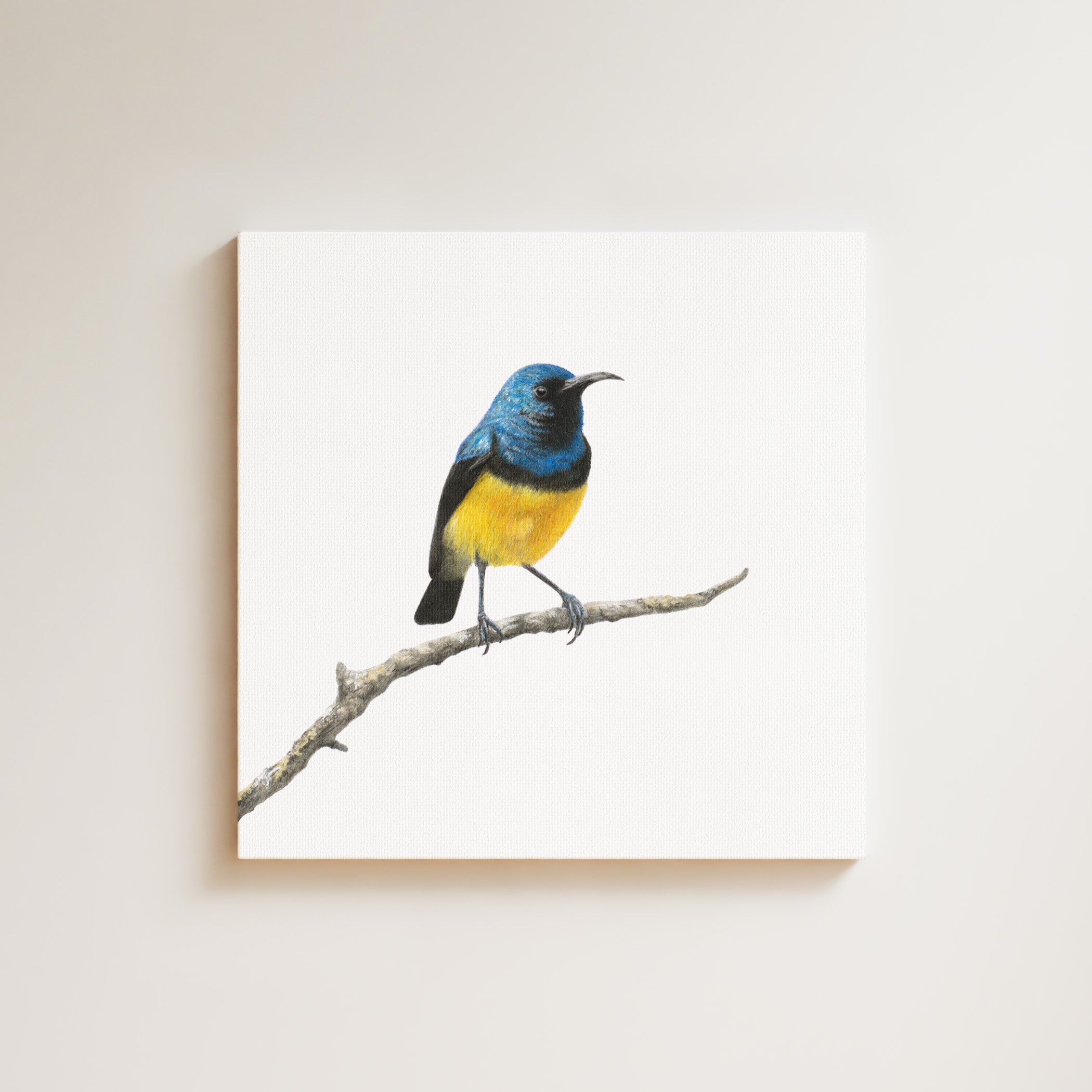 Variable Sunbird drawing on canvas by South African wildlife artist Matthew Bell