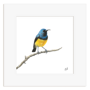 Variable Sunbird - VSB