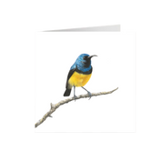 Variable Sunbird Greeting Card - VSB