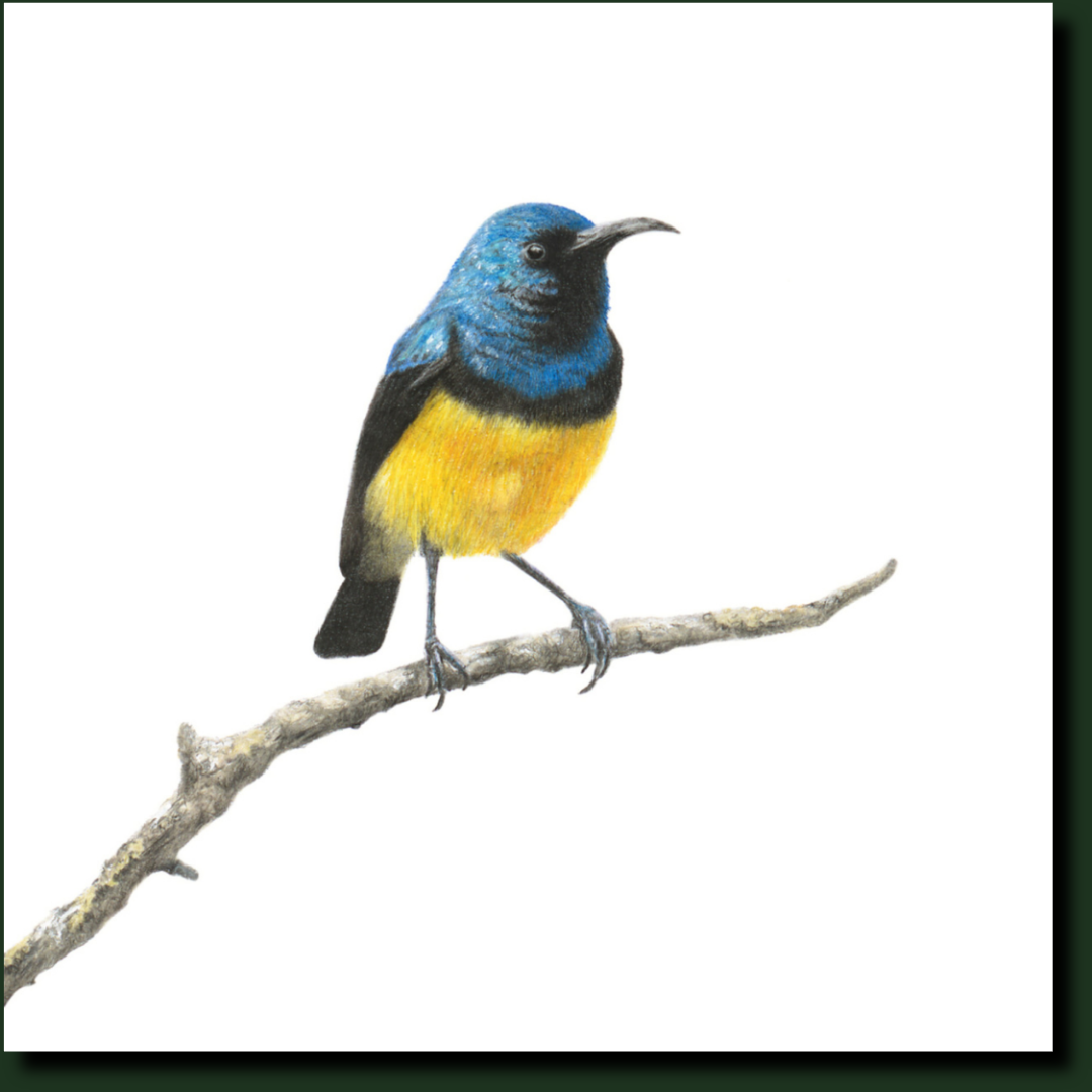 Variable Sunbird bird drawing