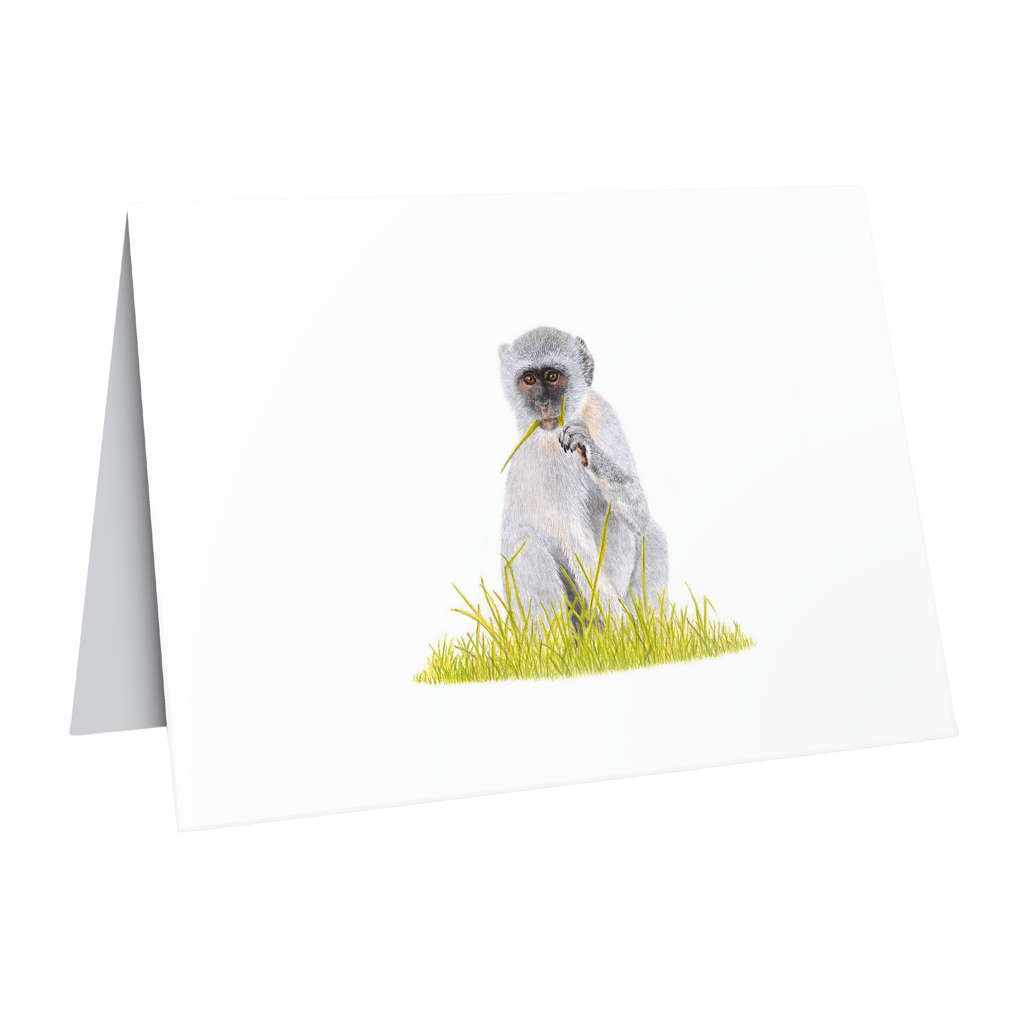 Beautiful fine art South African nature wildlife greeting card of a Vervet Monkey