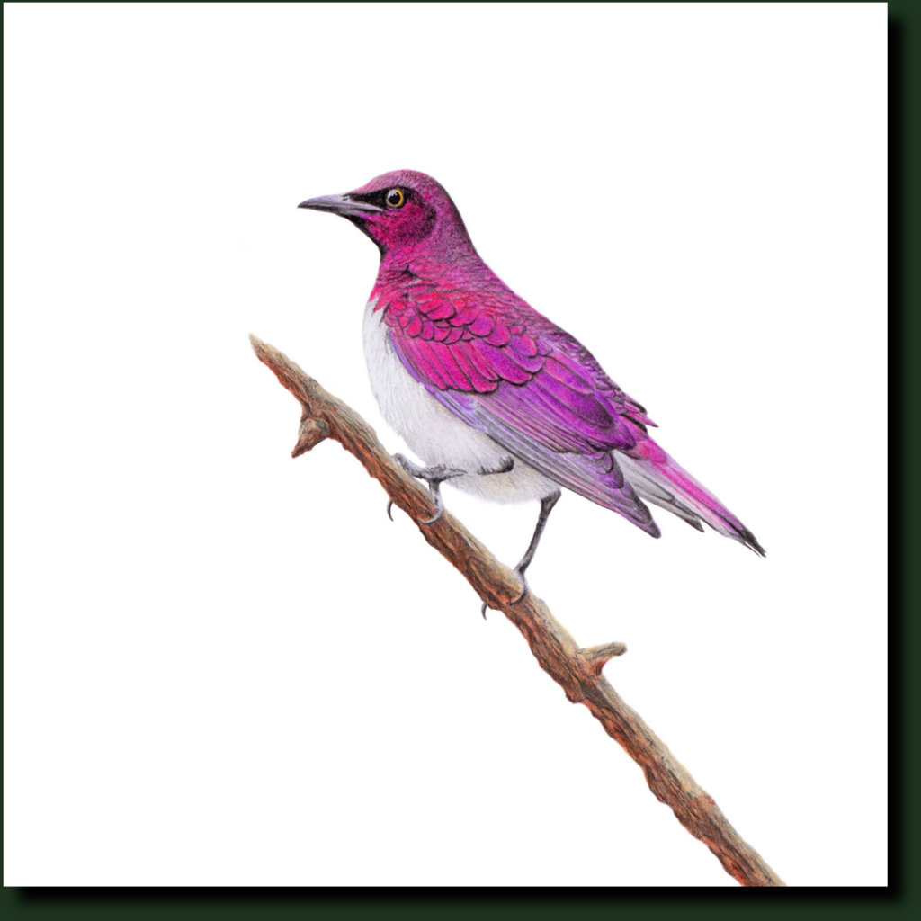 Violet Backed Starling bird art by Matthew Bell