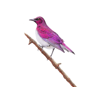 South African bird artwork, pencil drawing by Matthew Bell of a Violet Backed Starling