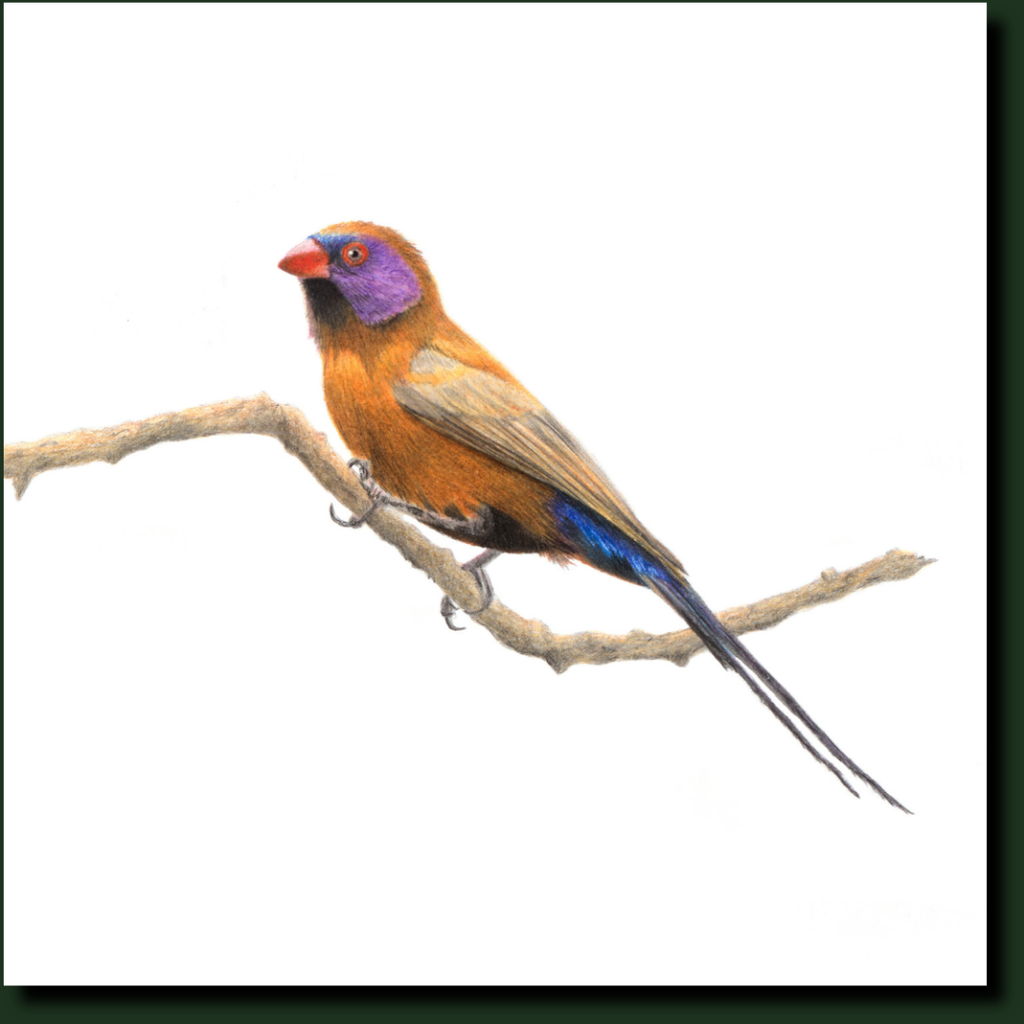 Volet Eared Waxbill bird art