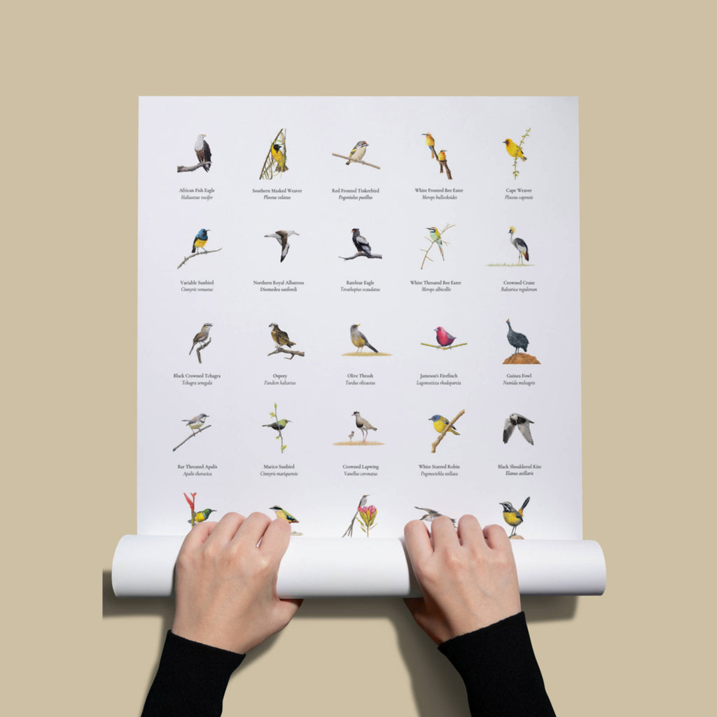 A collection of South African birds poster 