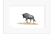 Wildebeest - WB