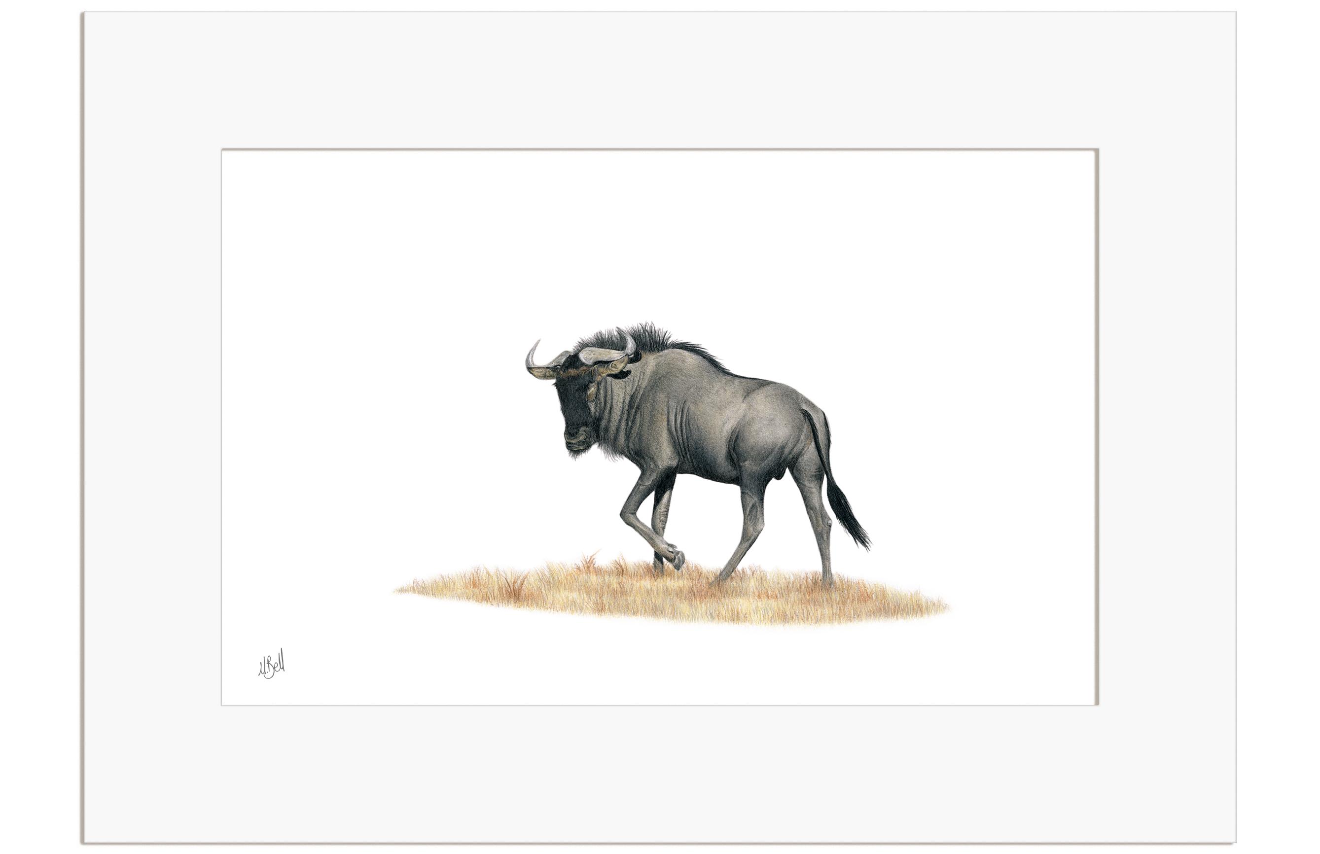 Wildebeest - WB