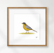 White Browed Robin Chat - WBRC