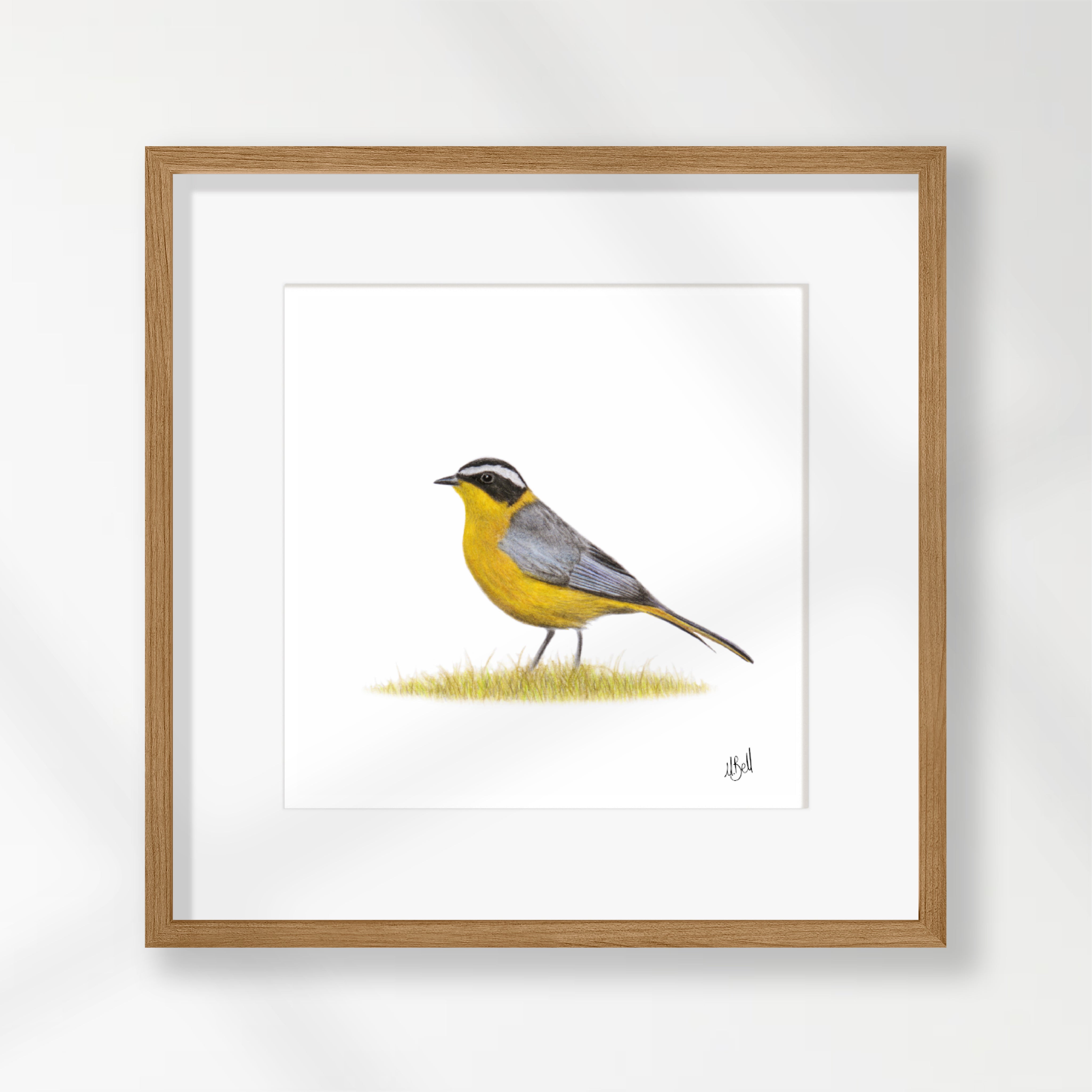 White Browed Robin Chat - WBRC