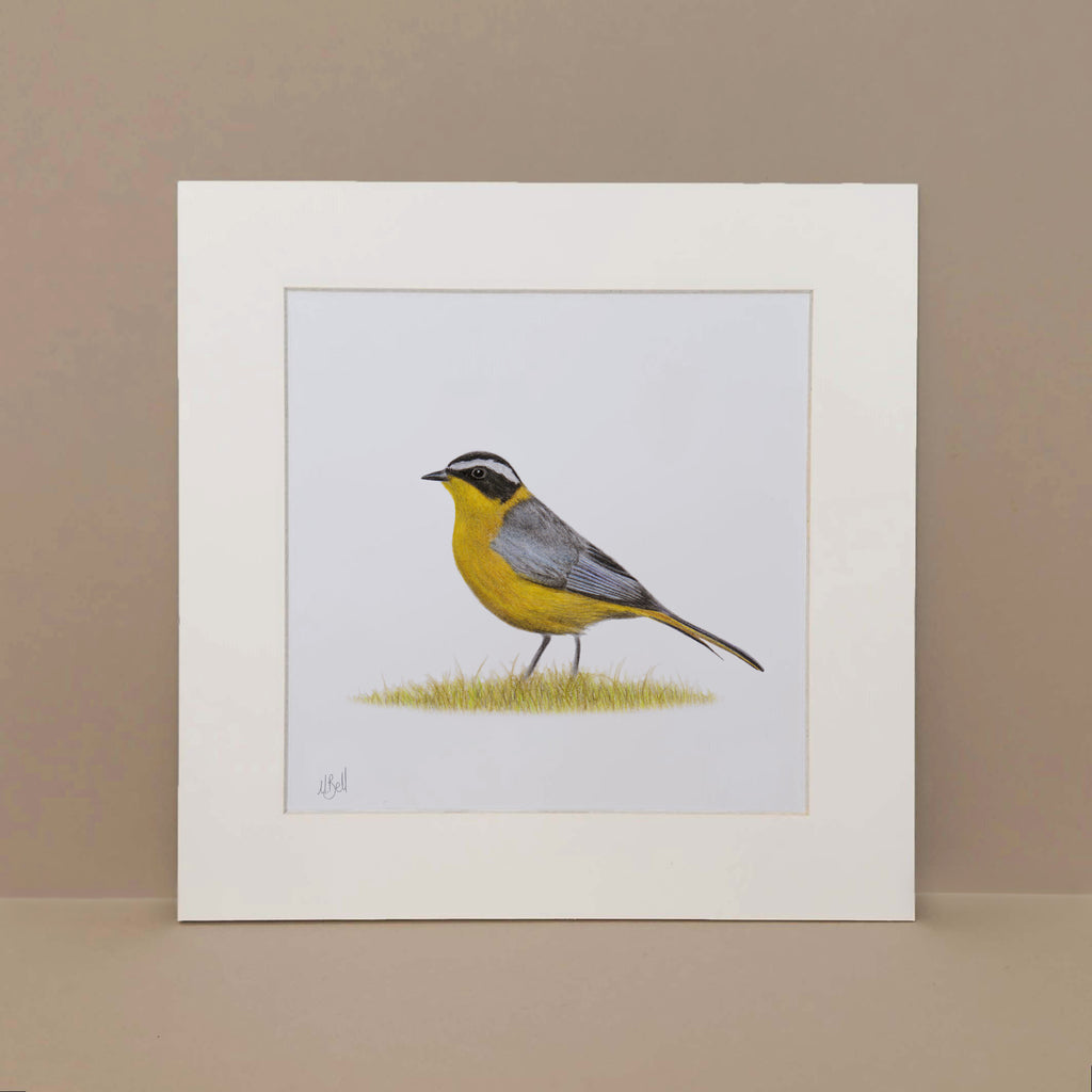 White Browed Robin Chat bird of South Africa pencil artwork