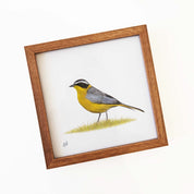 Kiaat wood framed miniature artwork of a White Browed Robin Chat, part of wildlife artist Matthew Bell's birds of South Africa gallery