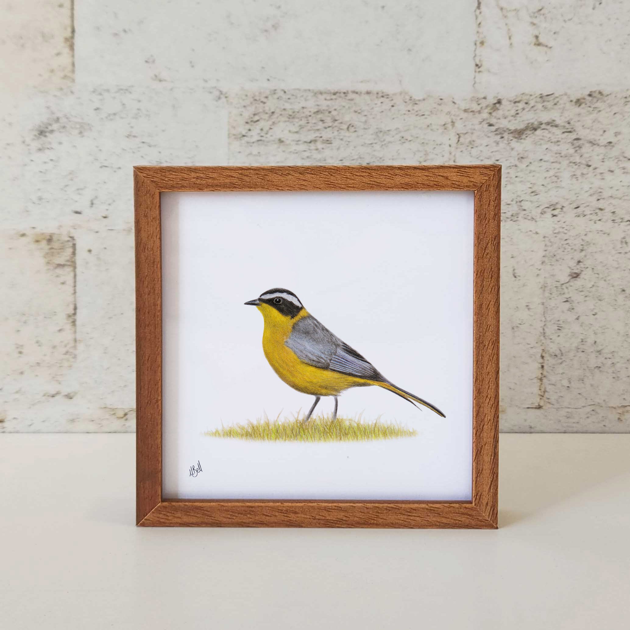 Kiaat wood framed miniature artwork of a White Browed Robin Chat, part of wildlife artist Matthew Bell's birds of South Africa gallery