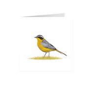 White Browed Robin Chat Greeting Card - WBRC