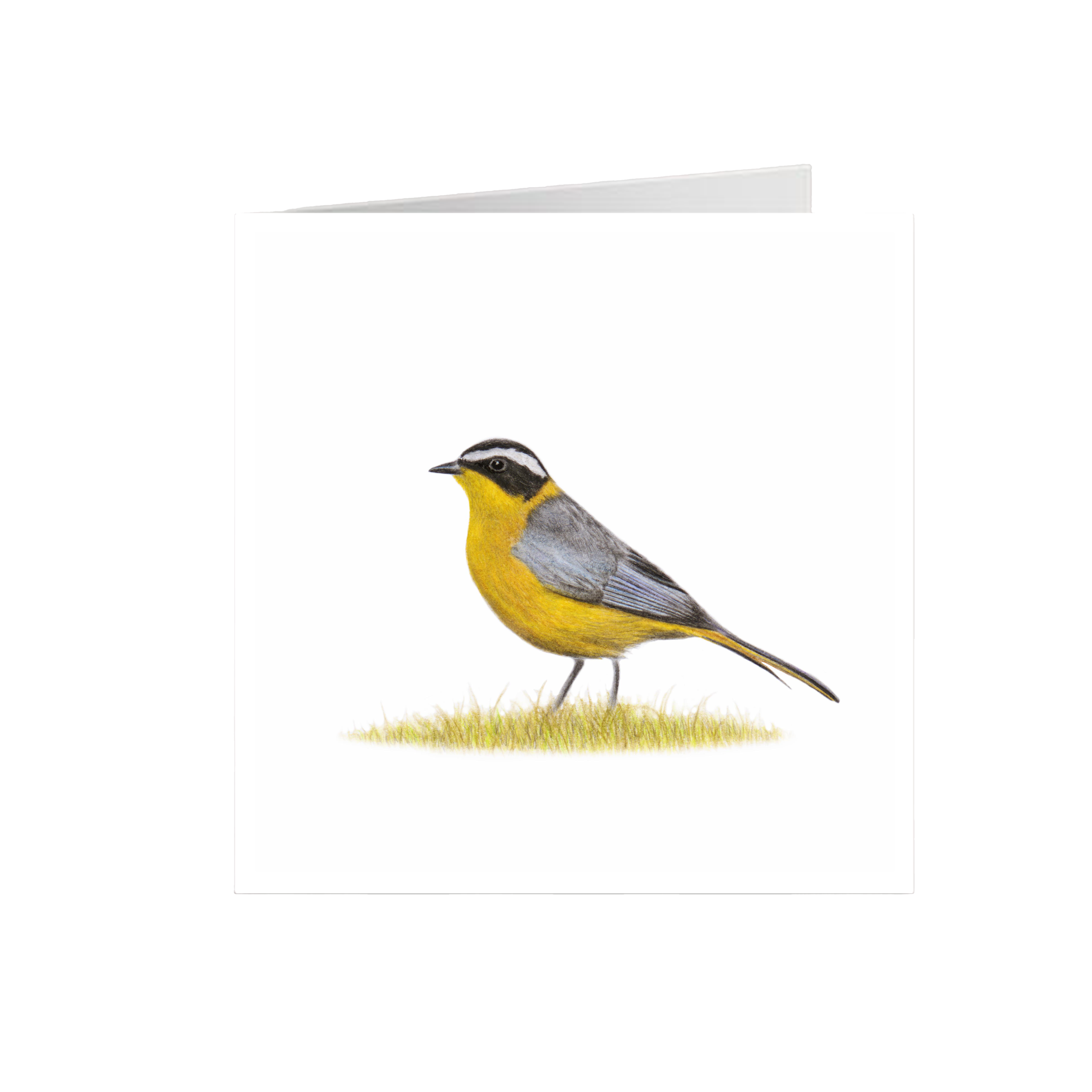 White Browed Robin Chat Greeting Card - WBRC