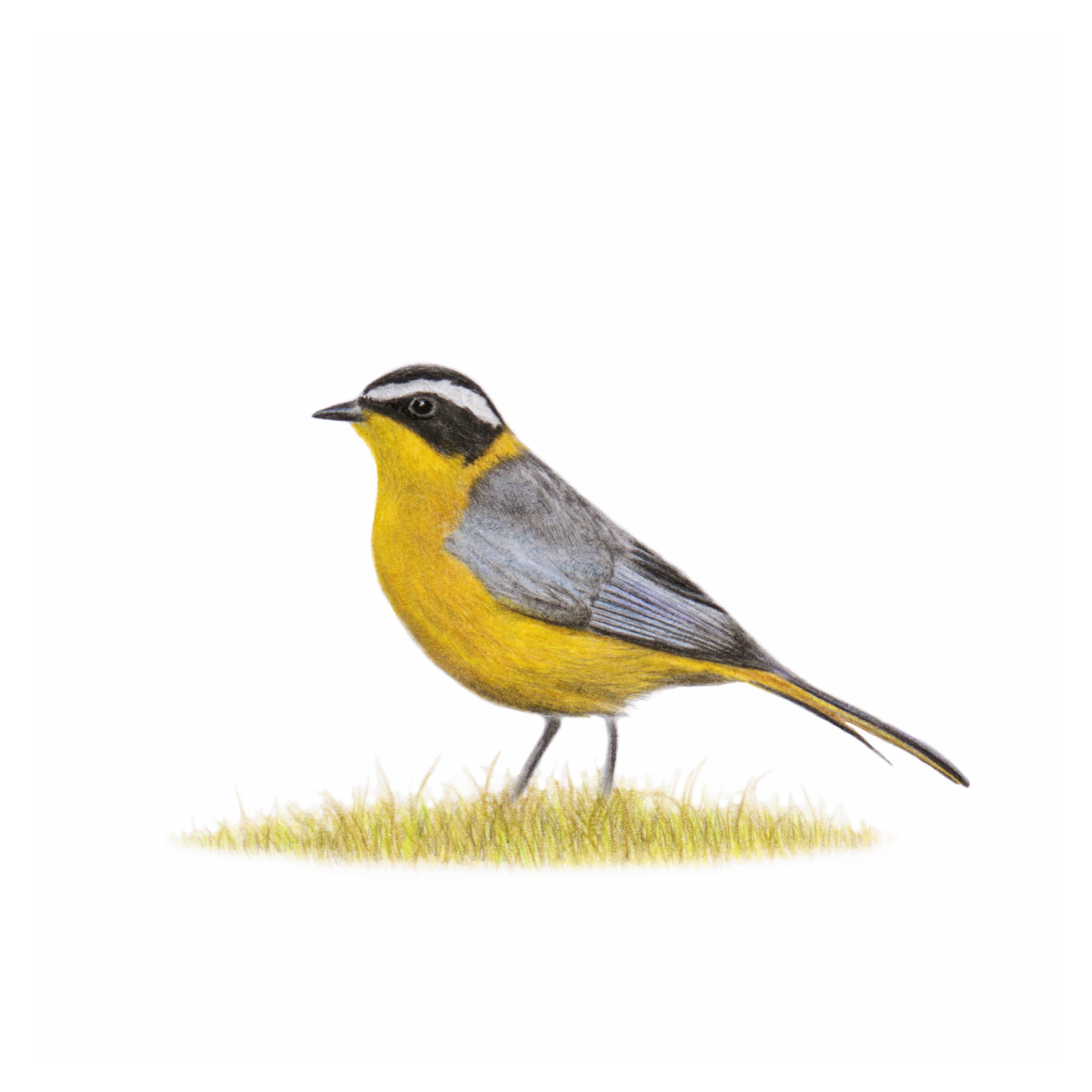 White Browed Robin Chat pencil artwork drawing by bird artist Matthew Bell