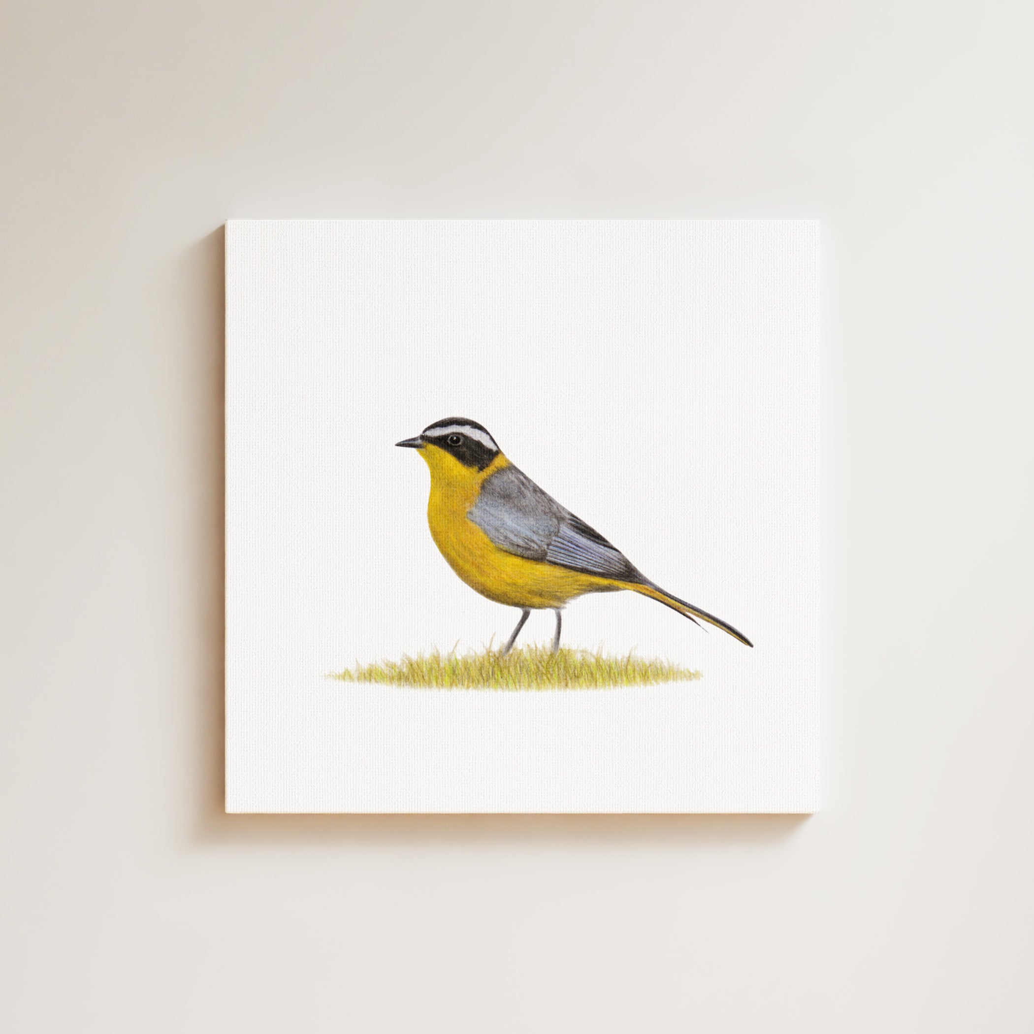 White Browed Robin Chat drawing on canvas by South African wildlife artist Matthew Bell