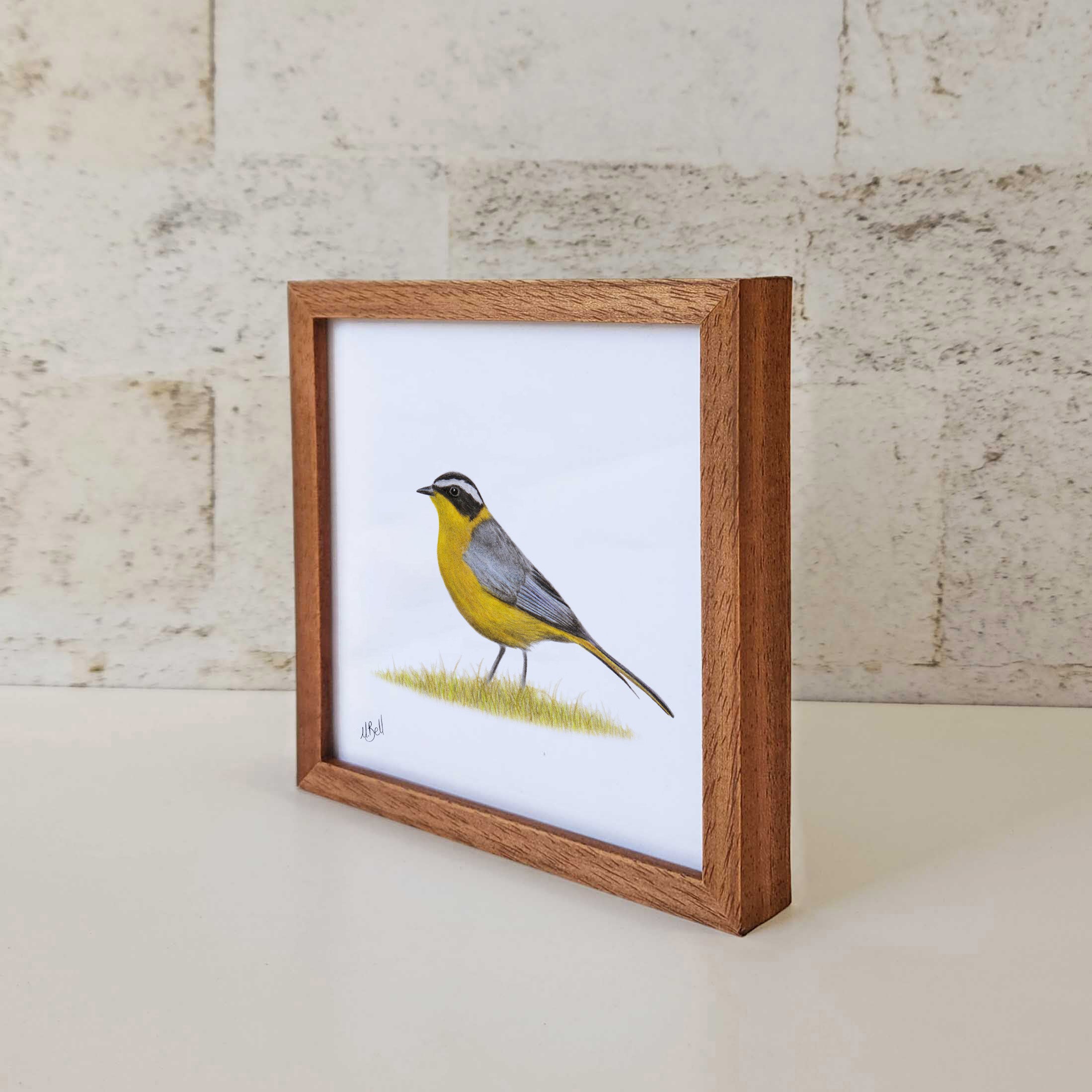 Kiaat wood framed miniature artwork of a White Browed Robin Chat, part of wildlife artist Matthew Bell's birds of South Africa gallery