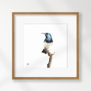 White Bellied Sunbird - WBS