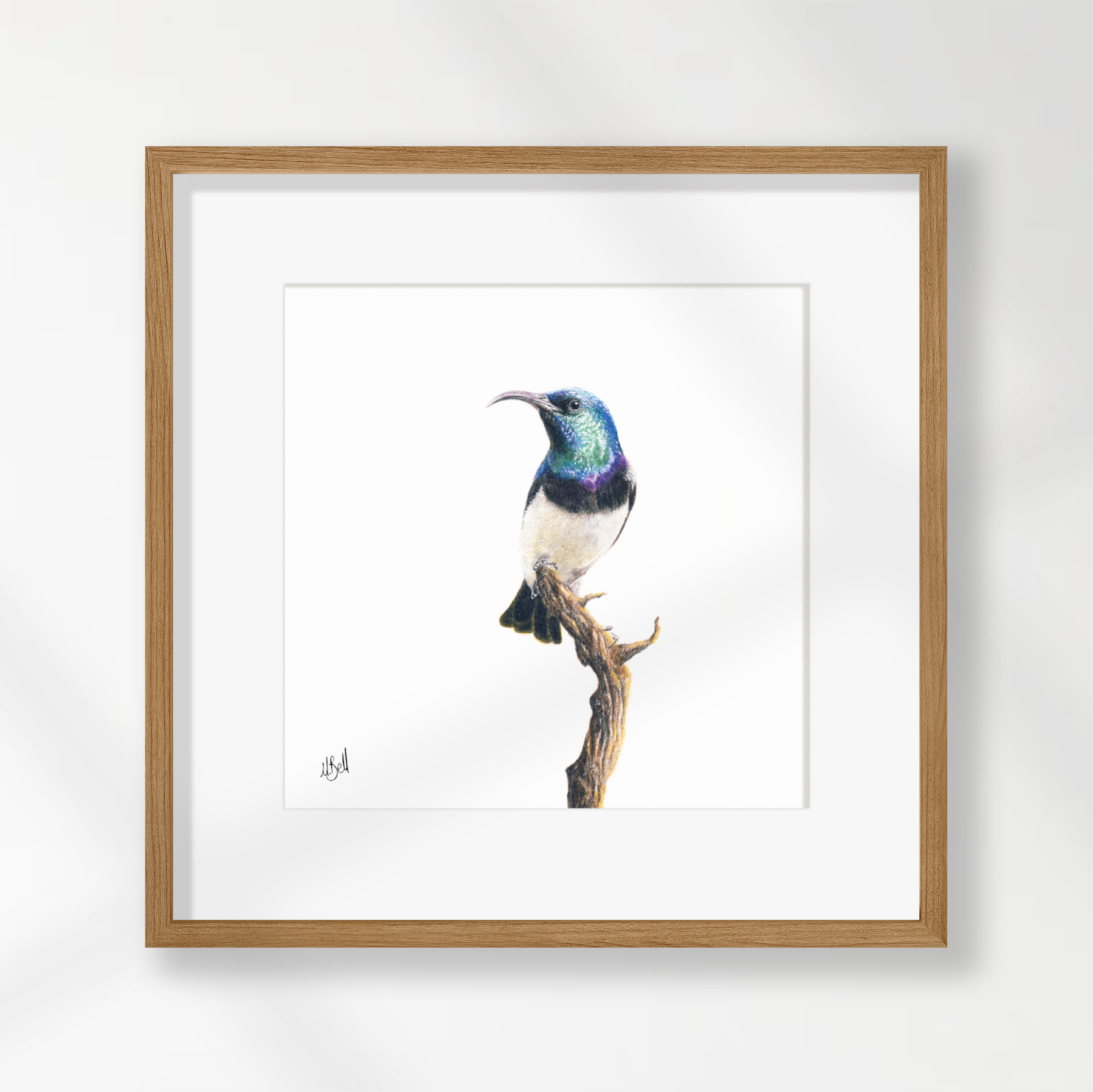 White Bellied Sunbird - WBS