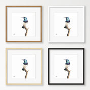 White Bellied Sunbird - WBS