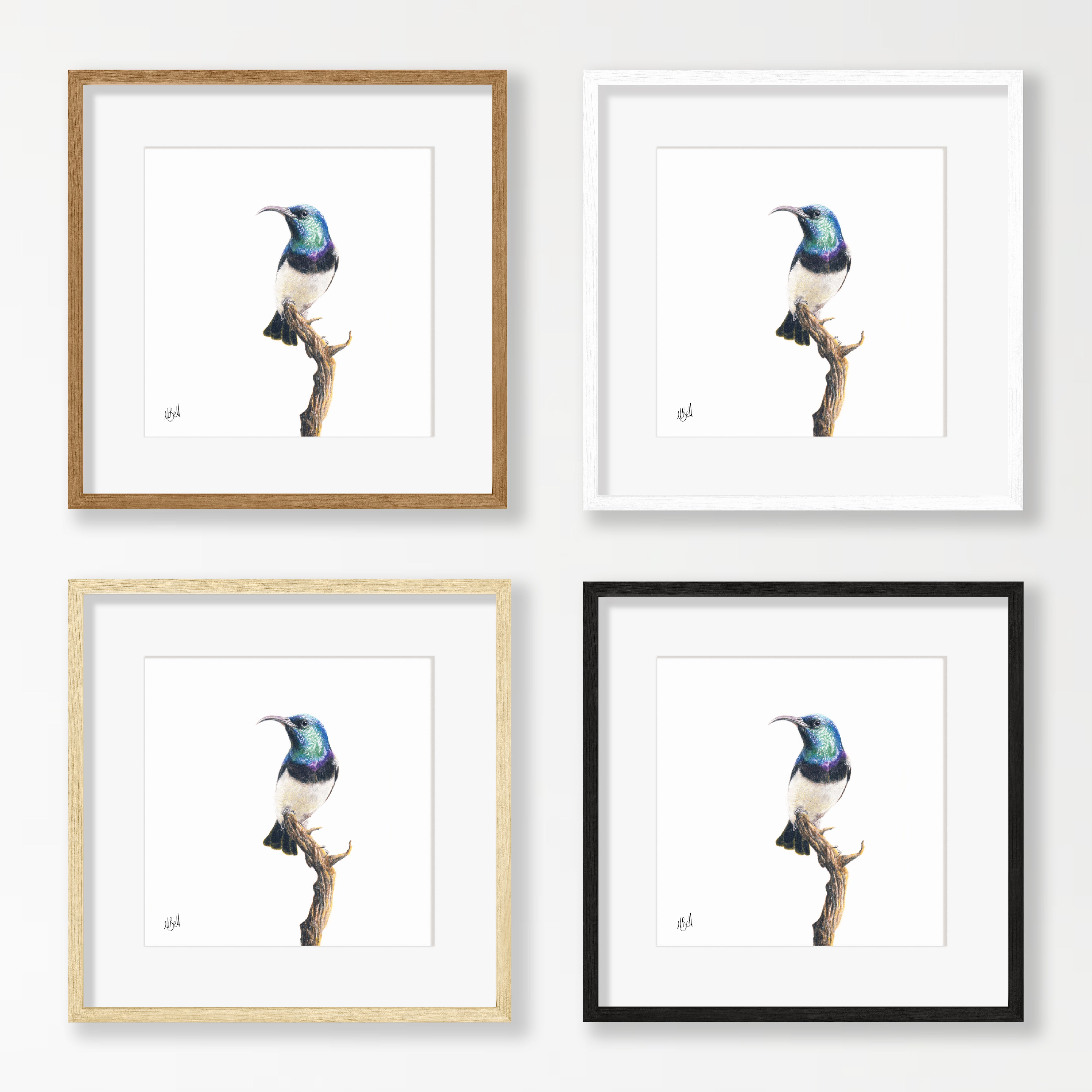 White Bellied Sunbird - WBS