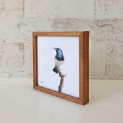 Kiaat wood framed miniature artwork of a White Bellied Sunbird, part of wildlife artist Matthew Bell's birds of South Africa gallery