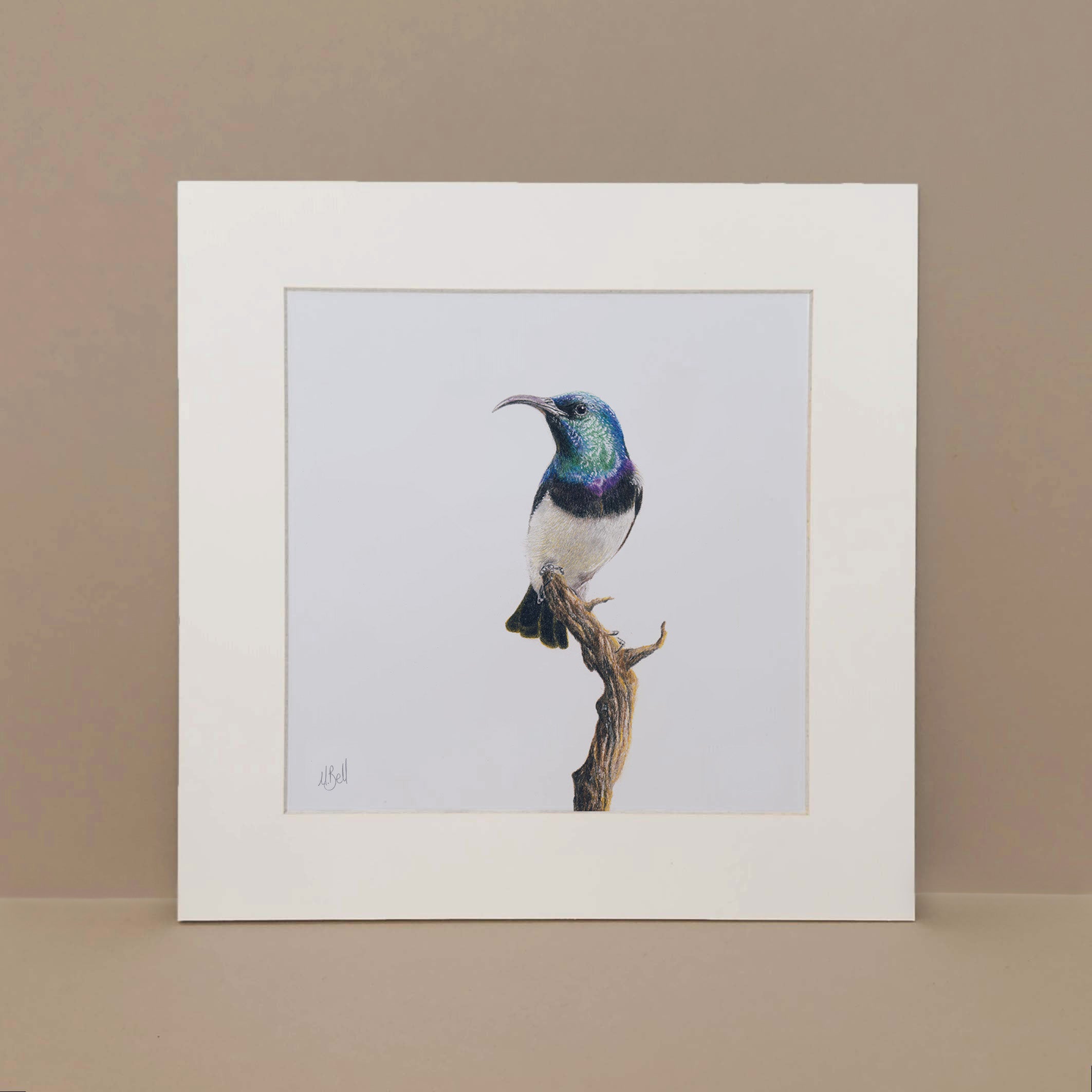 White Bellied Sunbird pencil artwork