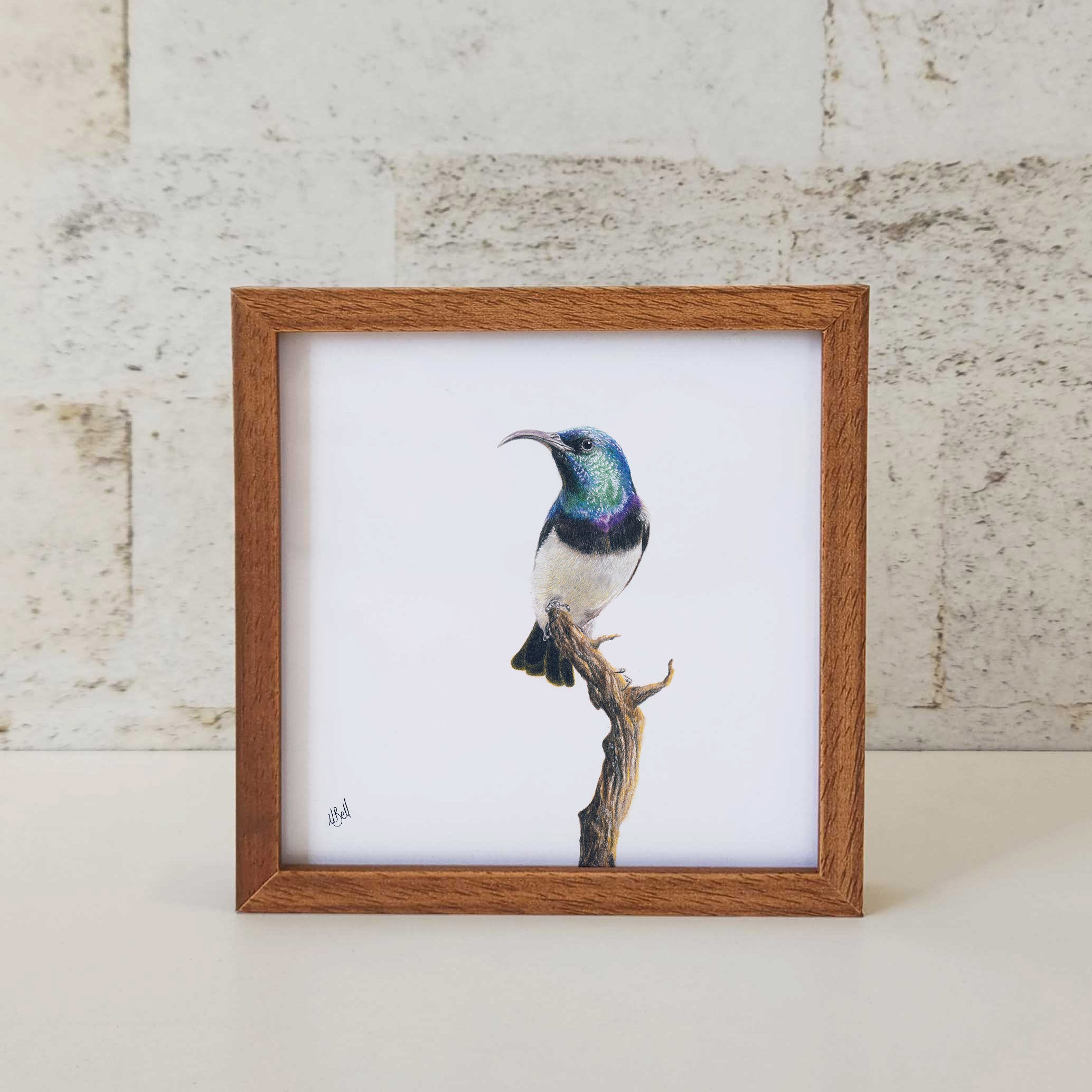 Kiaat wood framed miniature artwork of a White Bellied Sunbird, part of wildlife artist Matthew Bell's birds of South Africa gallery