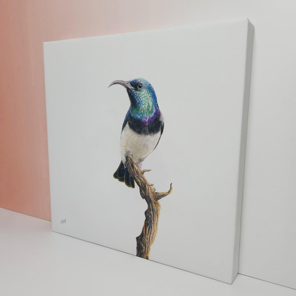 Stretched canvas South African bird artwork of a White Bellied Sunbird