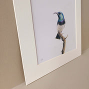 White Bellied Sunbird pencil artwork