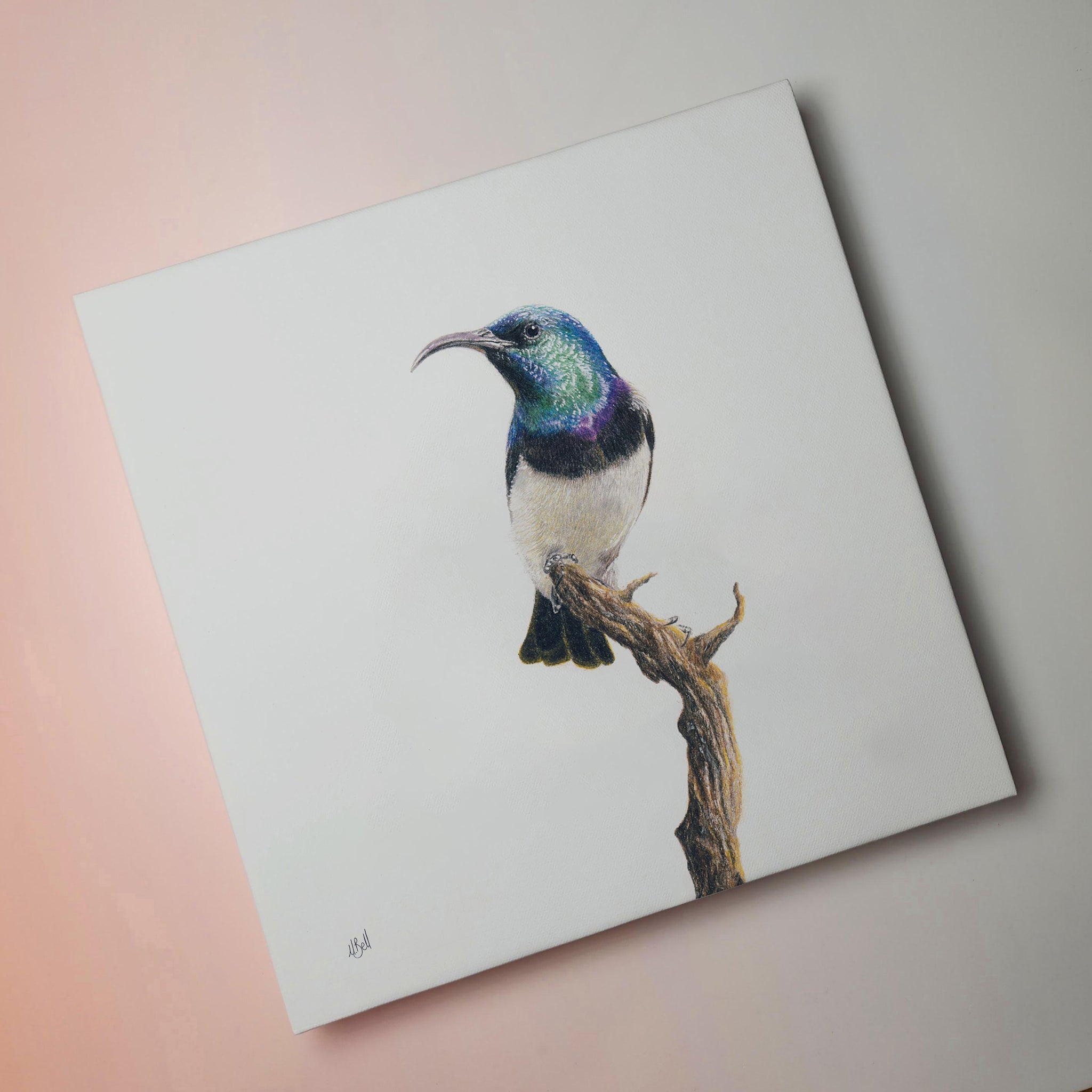 Stretched canvas South African bird artwork of a White Bellied Sunbird