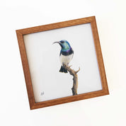 Kiaat wood framed miniature artwork of a White Bellied Sunbird, part of wildlife artist Matthew Bell's birds of South Africa gallery