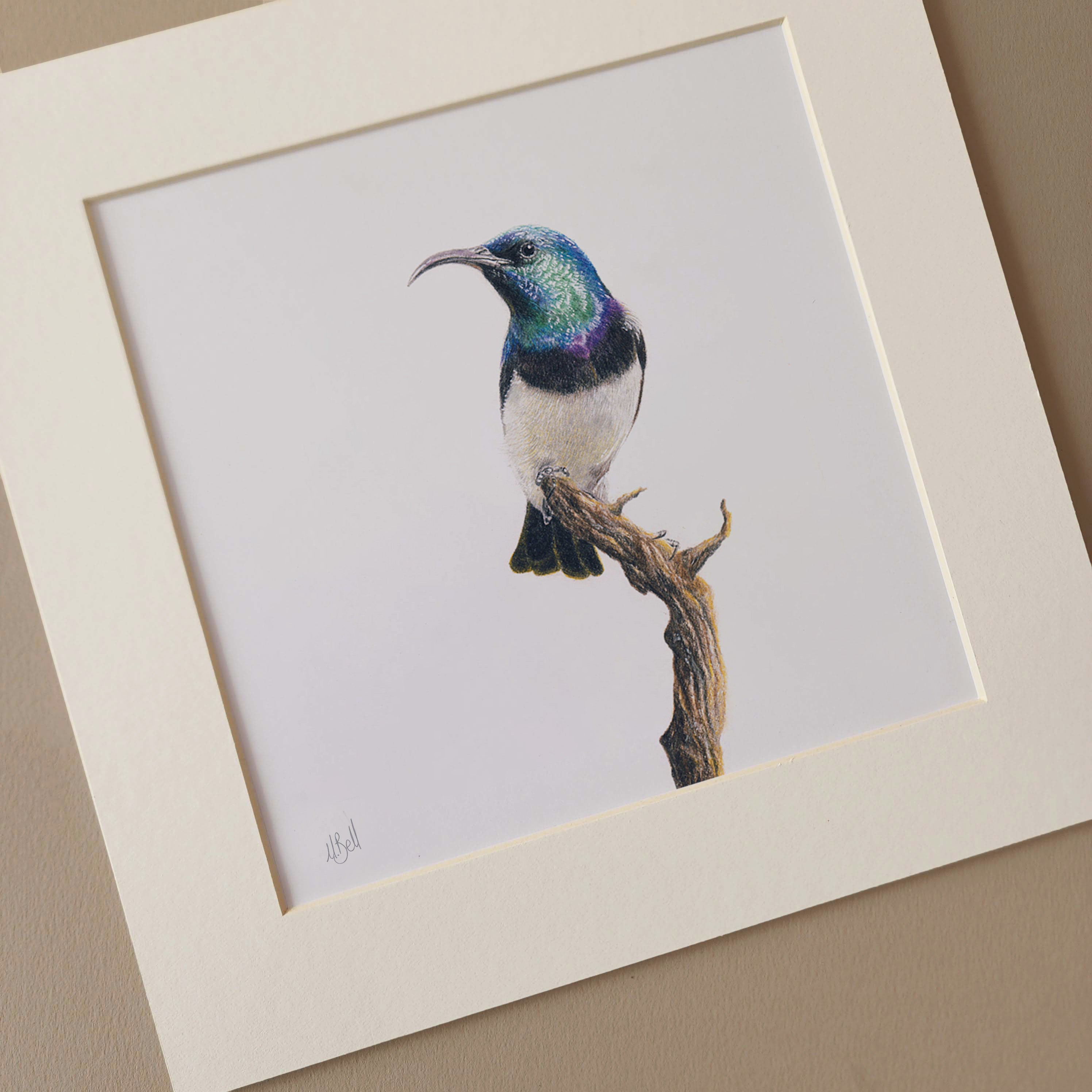 White Bellied Sunbird pencil artwork