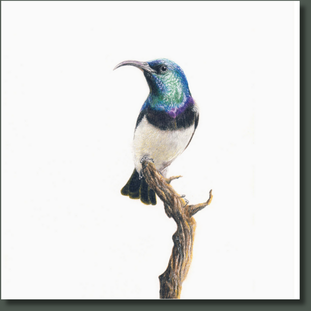 Stretched canvas South African bird artwork of a White Bellied Sunbird