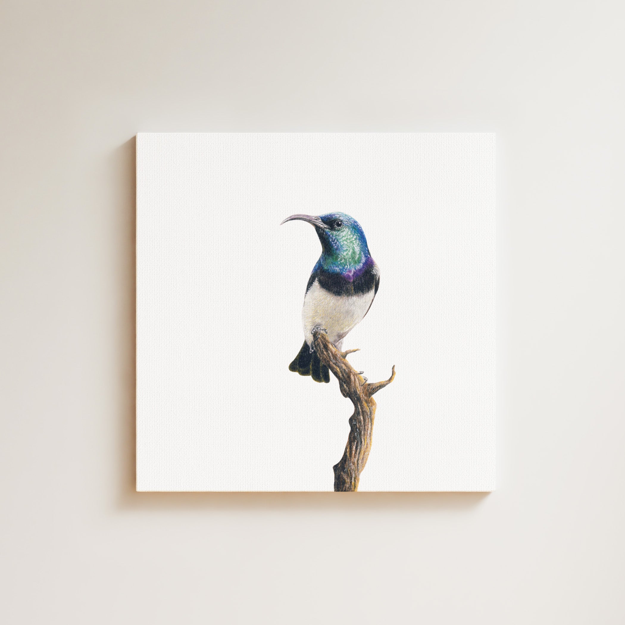 White Bellied Sunbird drawing on canvas by South African wildlife artist Matthew Bell