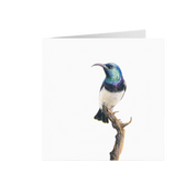 White Bellied Sunbird Greeting Card - WBS