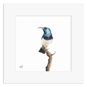 White Bellied Sunbird - WBS