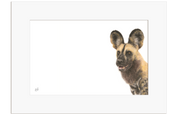 African Wild Dog - WD1