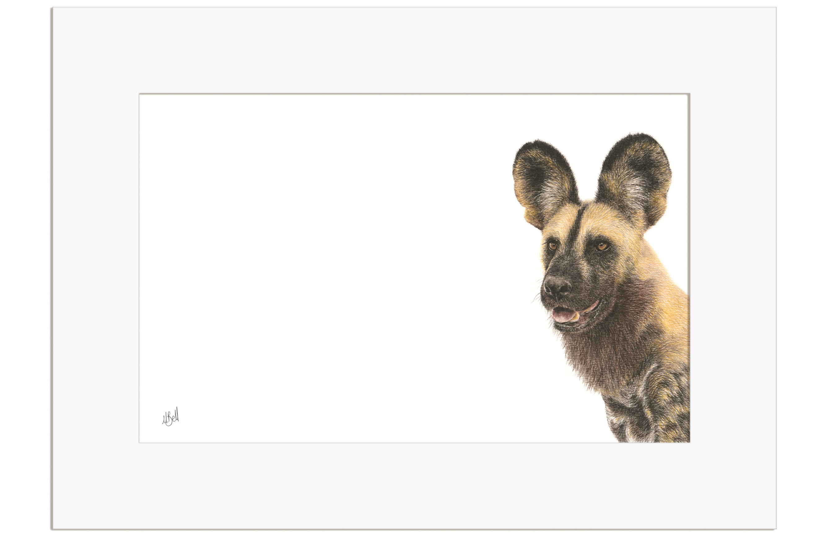 African Wild Dog - WD1