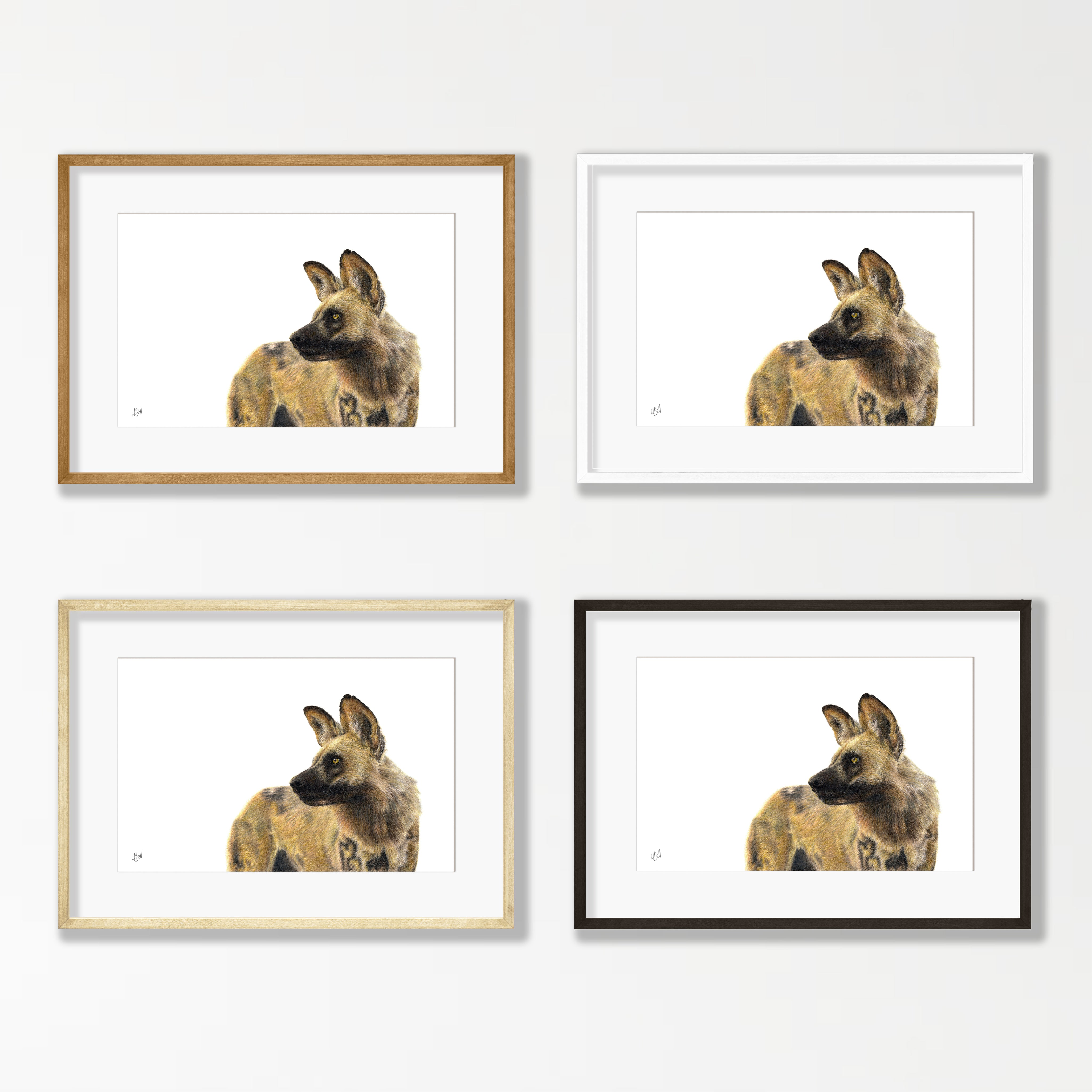 African Wild Dog Portrait - WD3
