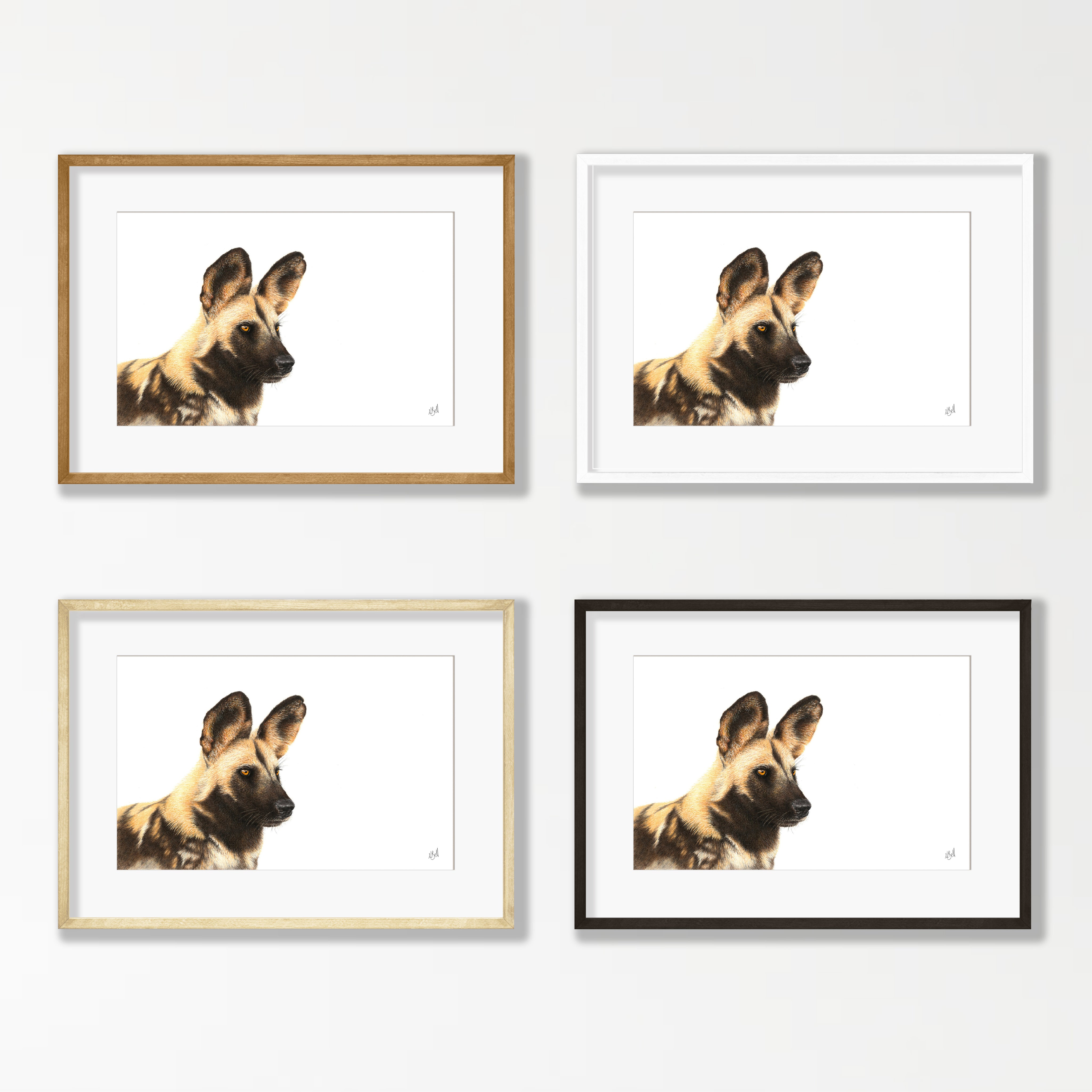 African Wild Dog Portrait - WD4