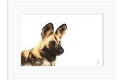 African Wild Dog Portrait - WD4