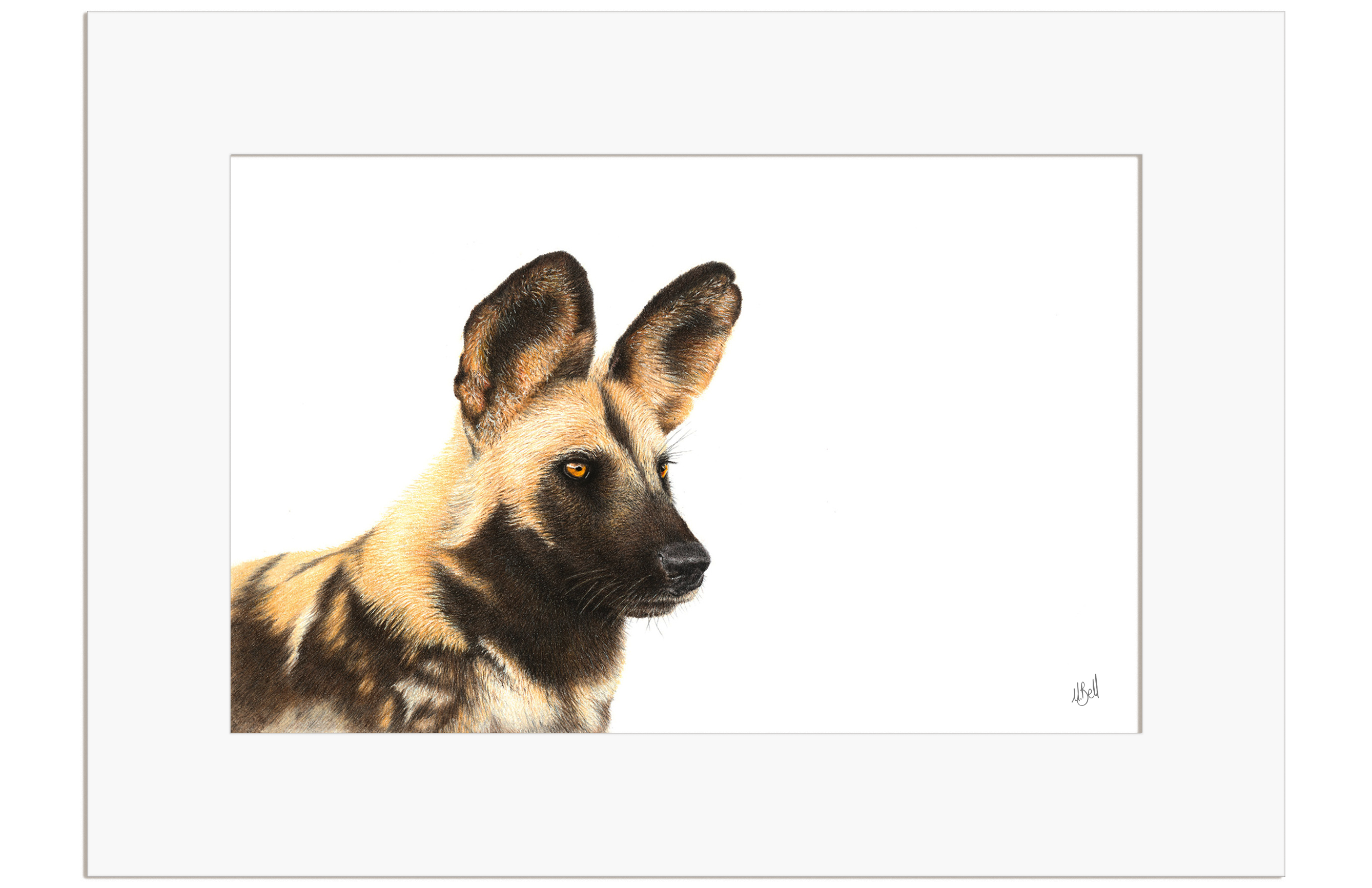 African Wild Dog Portrait - WD4
