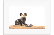 African Wild Dog - WD5