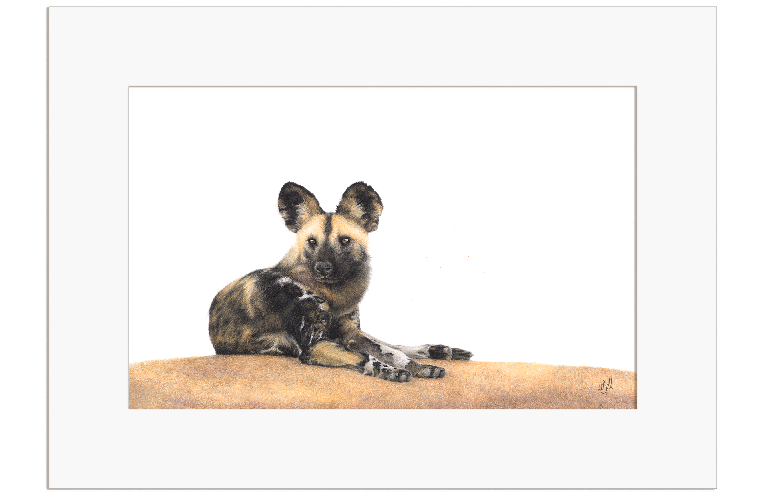African Wild Dog - WD5