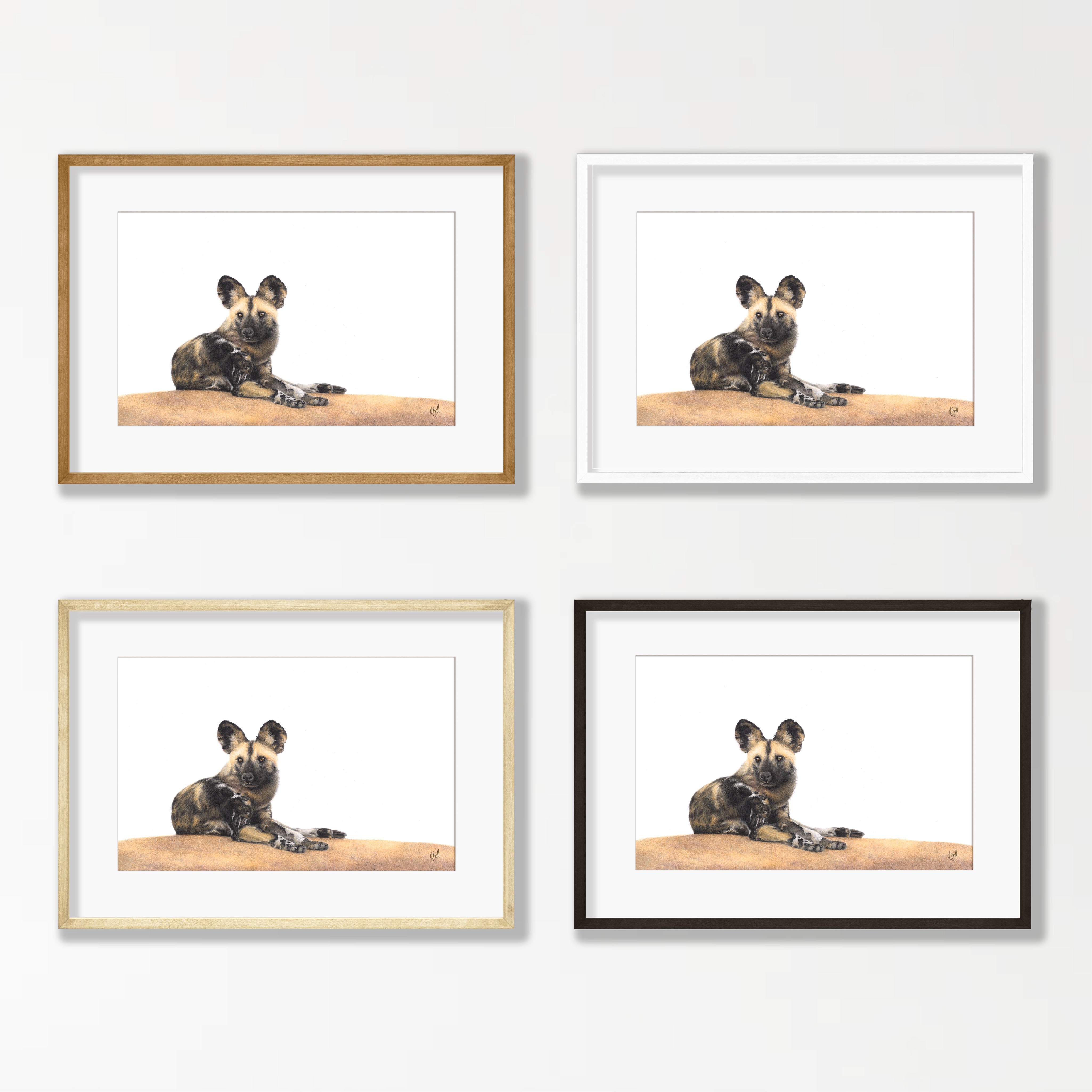African Wild Dog - WD5