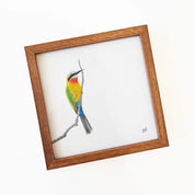 Kiaat wood framed miniature artwork of a White Fronted Bee Eater, part of wildlife artist Matthew Bell's birds of South Africa gallery