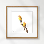 White Fronted Bee Eaters - WFBE2